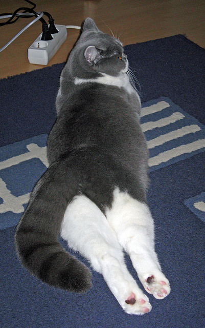 日本队势不可挡，直指决赛！，日本直板选手