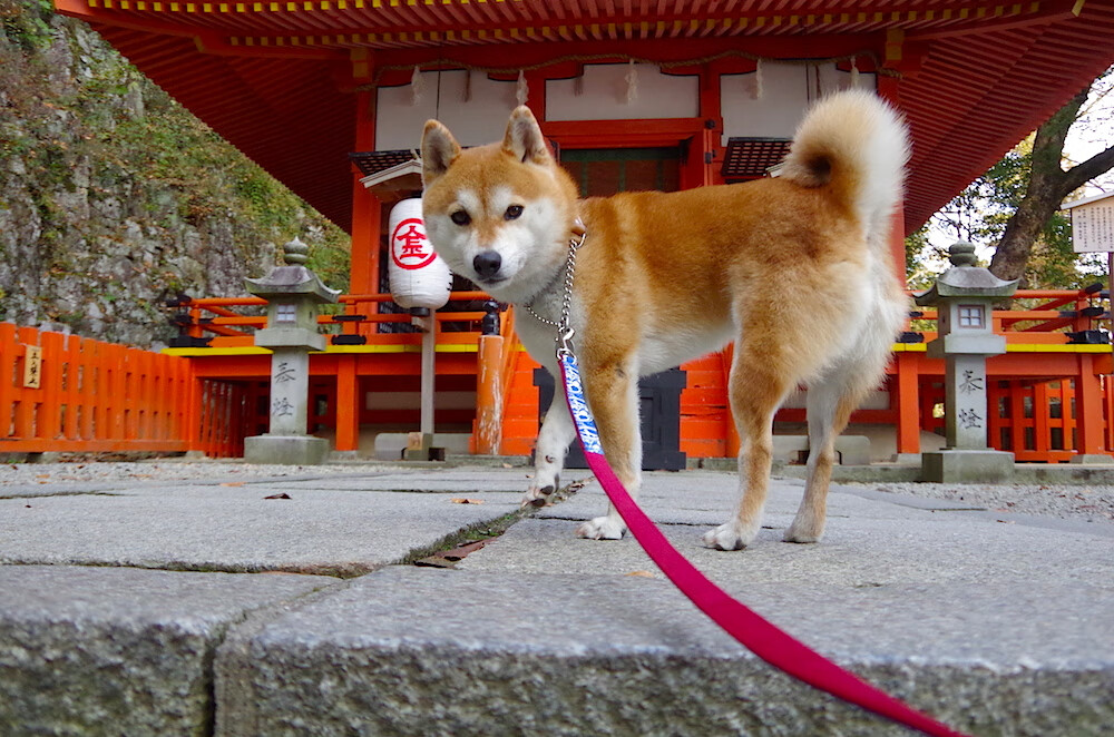 全国青少年“篮球+科普”创新大讲堂在南京精彩开启，普及体育科学知识